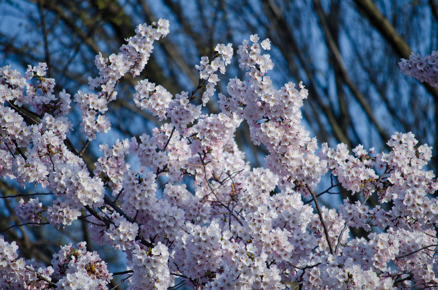 The Jonsteen Company - Japanese Cherry | Seed Grow Kit - Prunus serrulata