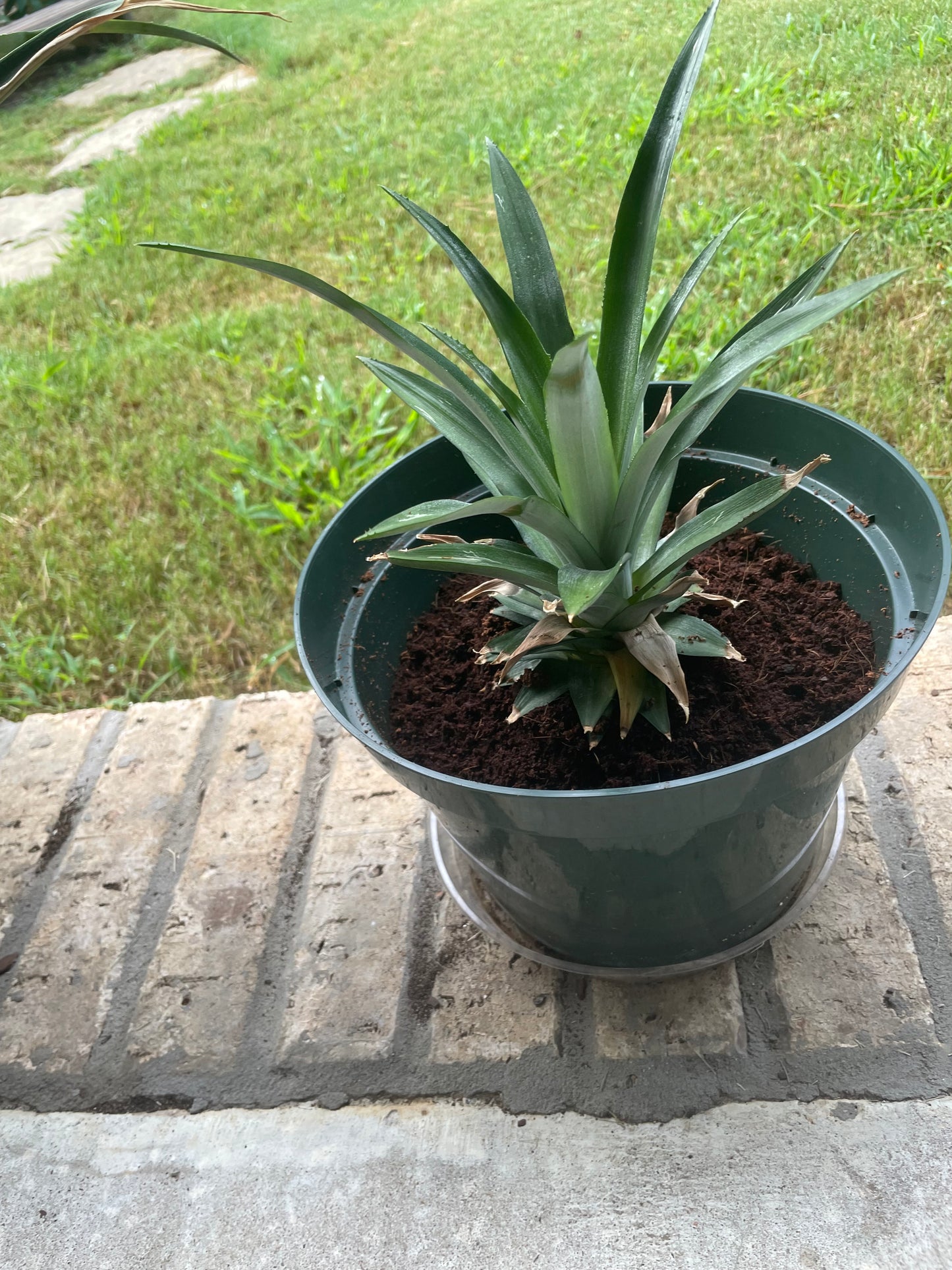 Pineapple plant
