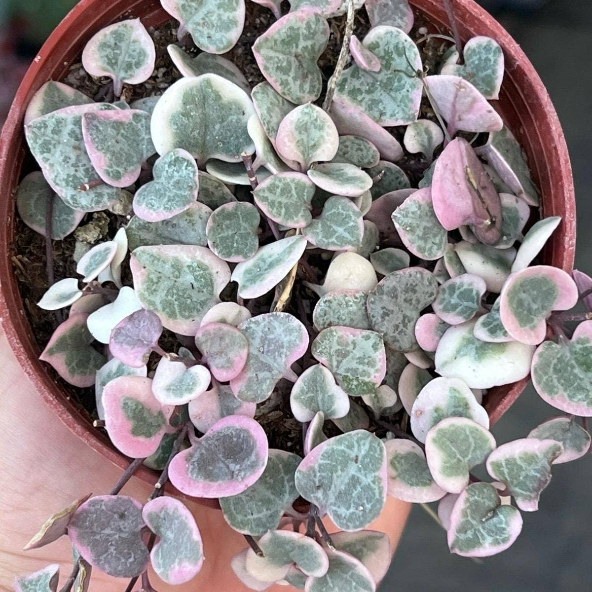 Nanu's Nursery - Variegated String of Hearts | Indoor Vining Houseplant | 4"
