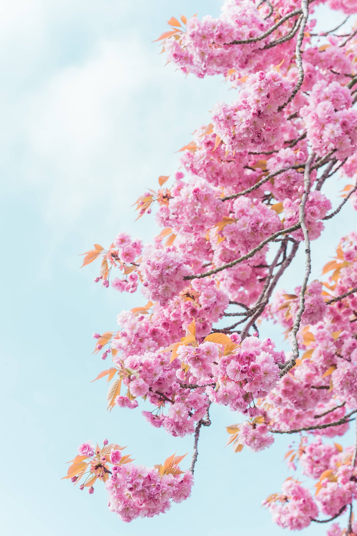 The Jonsteen Company - Japanese Cherry | Seed Grow Kit - Prunus serrulata
