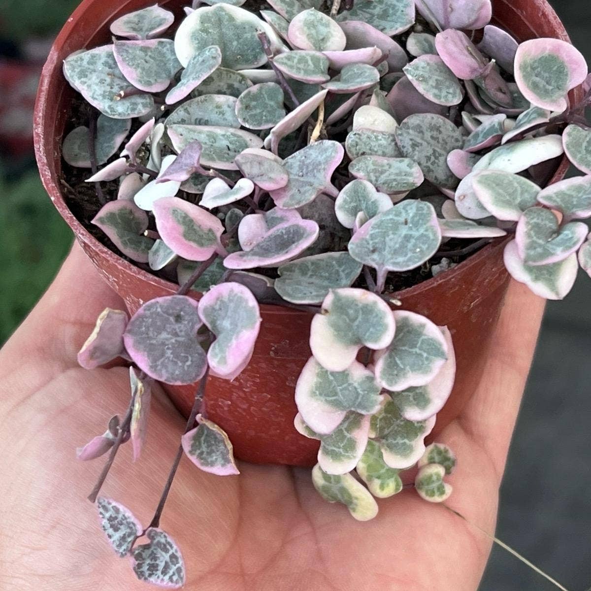 Nanu's Nursery - Variegated String of Hearts | Indoor Vining Houseplant | 4"