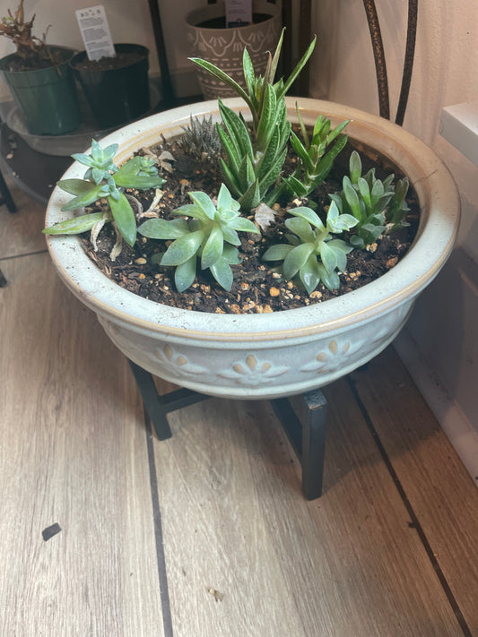 Pot of succulents
