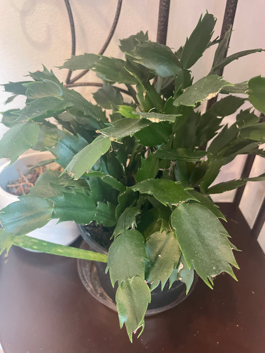 Christmas cactus