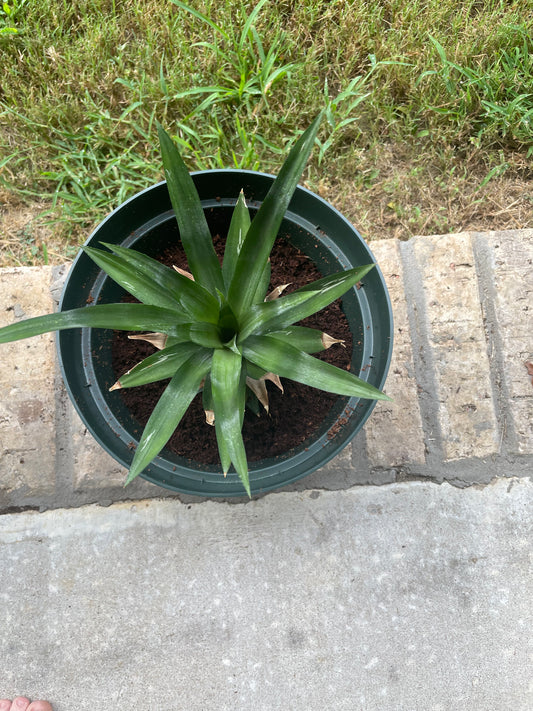 Pineapple plant