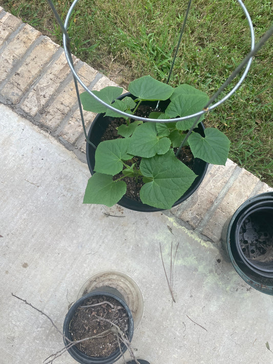 Cucumber plants in planter with cage