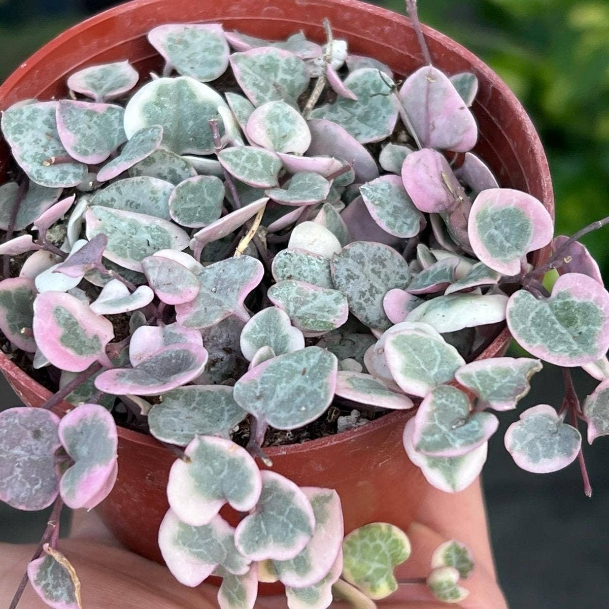 Nanu's Nursery - Variegated String of Hearts | Indoor Vining Houseplant | 4"