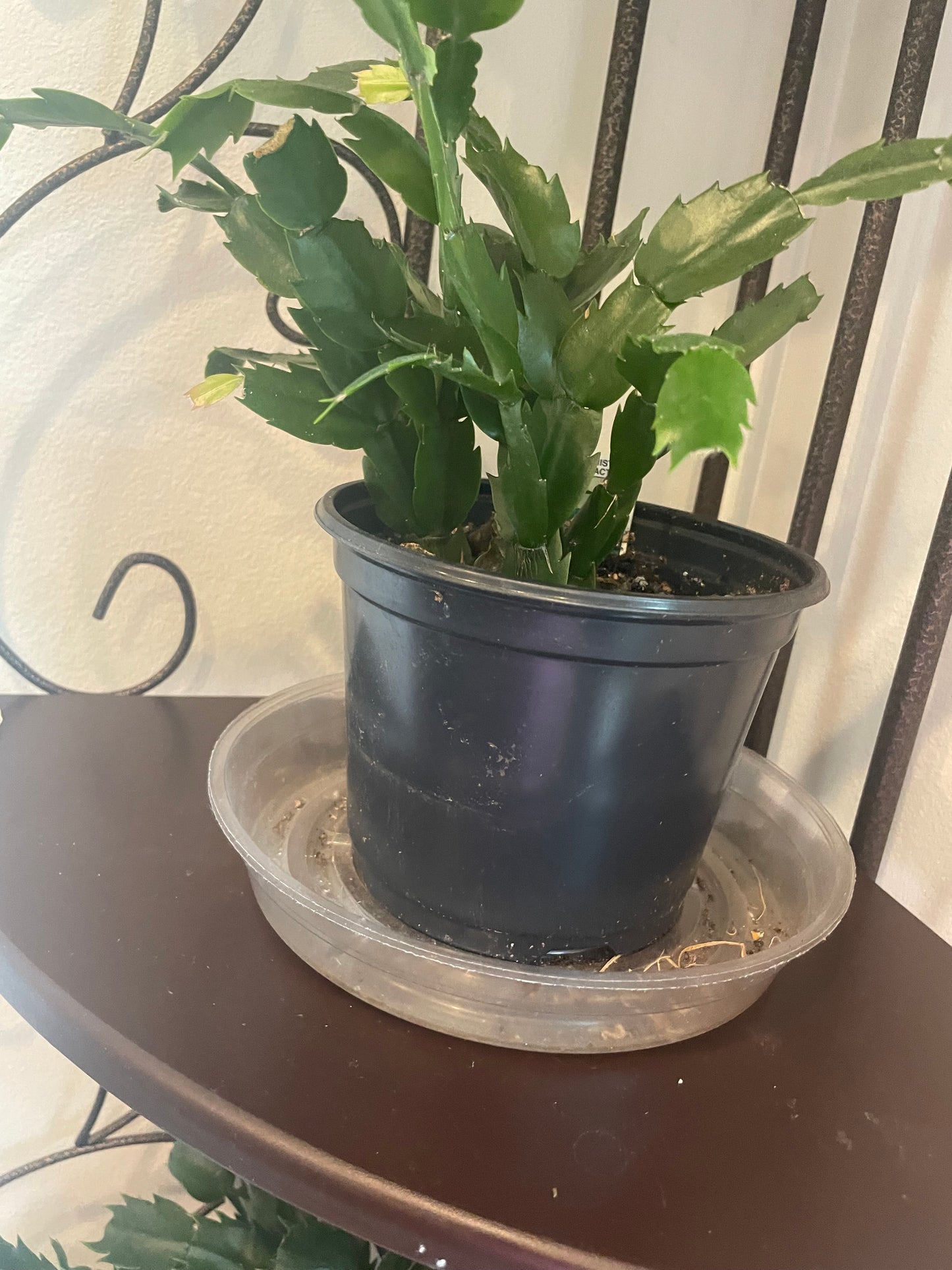 Christmas cactus