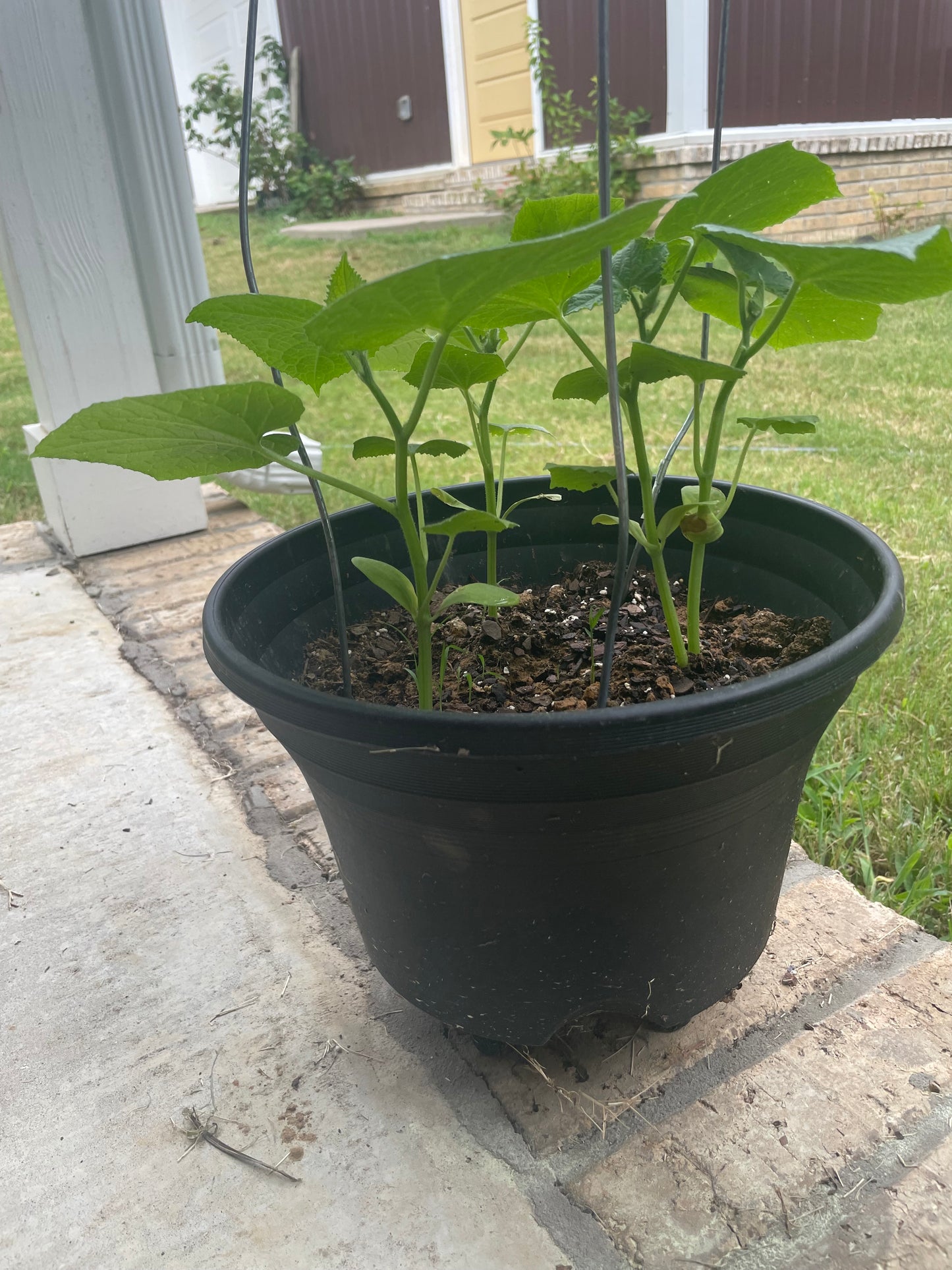 Cucumber plants in planter with cage