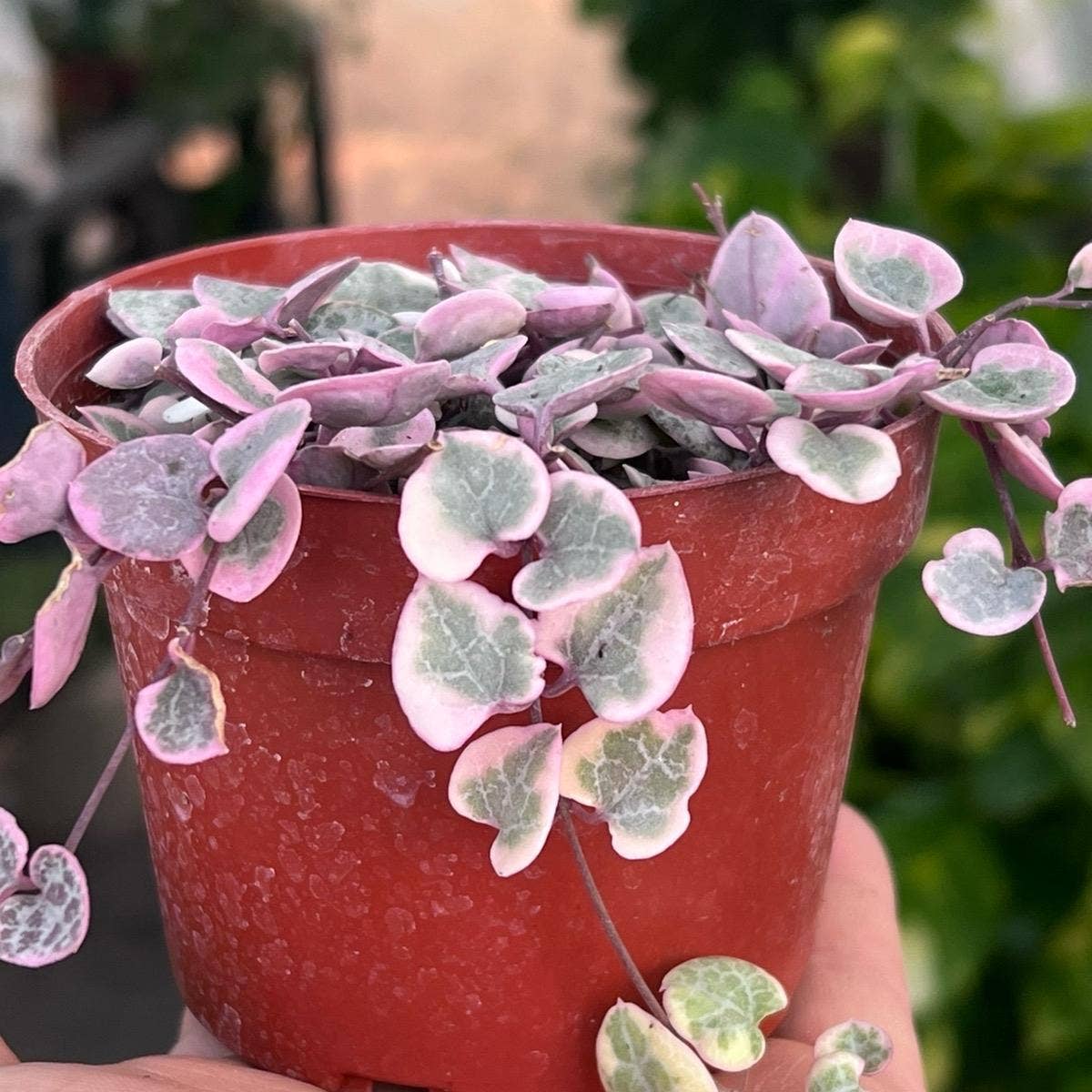 Nanu's Nursery - Variegated String of Hearts | Indoor Vining Houseplant | 4"