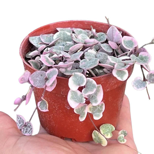 Nanu's Nursery - Variegated String of Hearts | Indoor Vining Houseplant | 4"