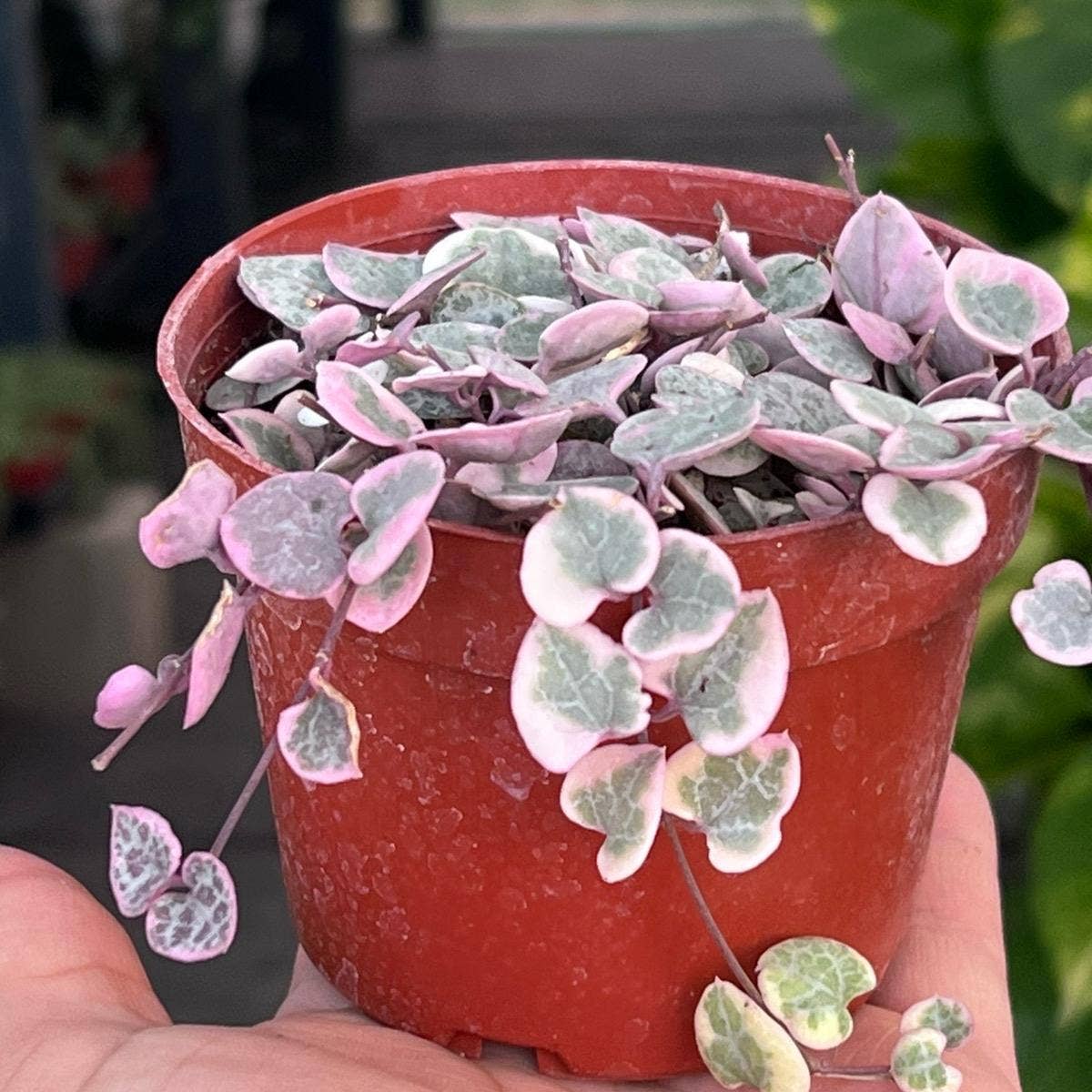 Nanu's Nursery - Variegated String of Hearts | Indoor Vining Houseplant | 4"